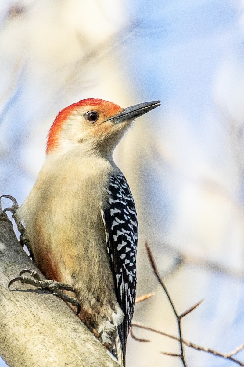 Red-bellied Woodpecker - Bill Wood