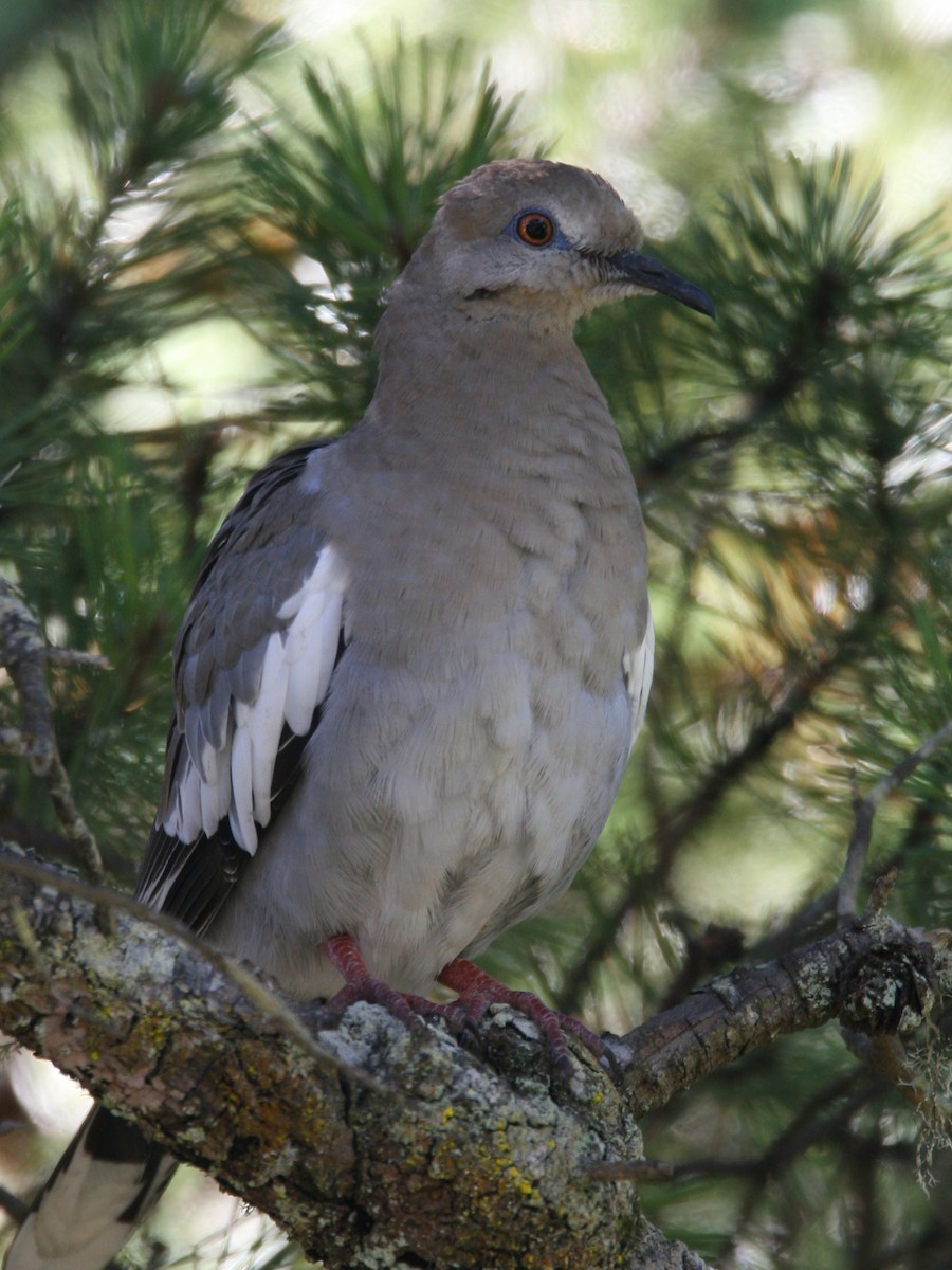 White-winged Dove - Gary Shaffer