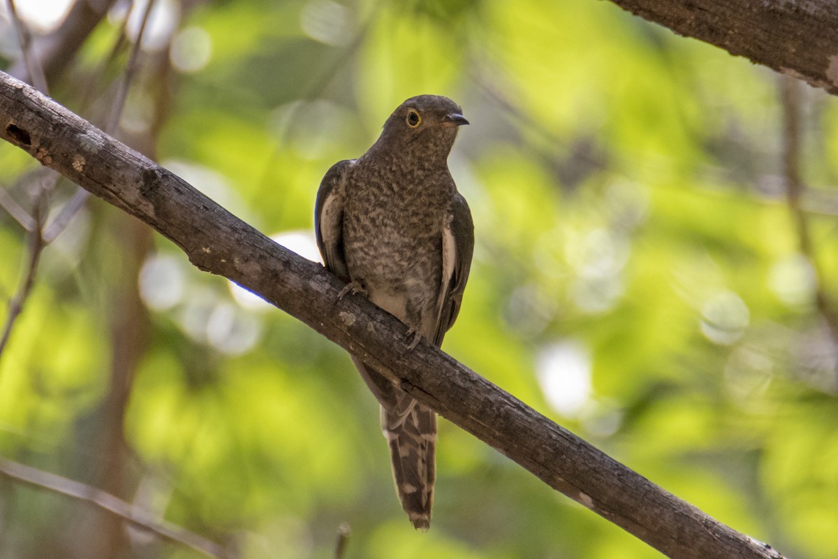 Fan-tailed Cuckoo - Andreas Heikaus