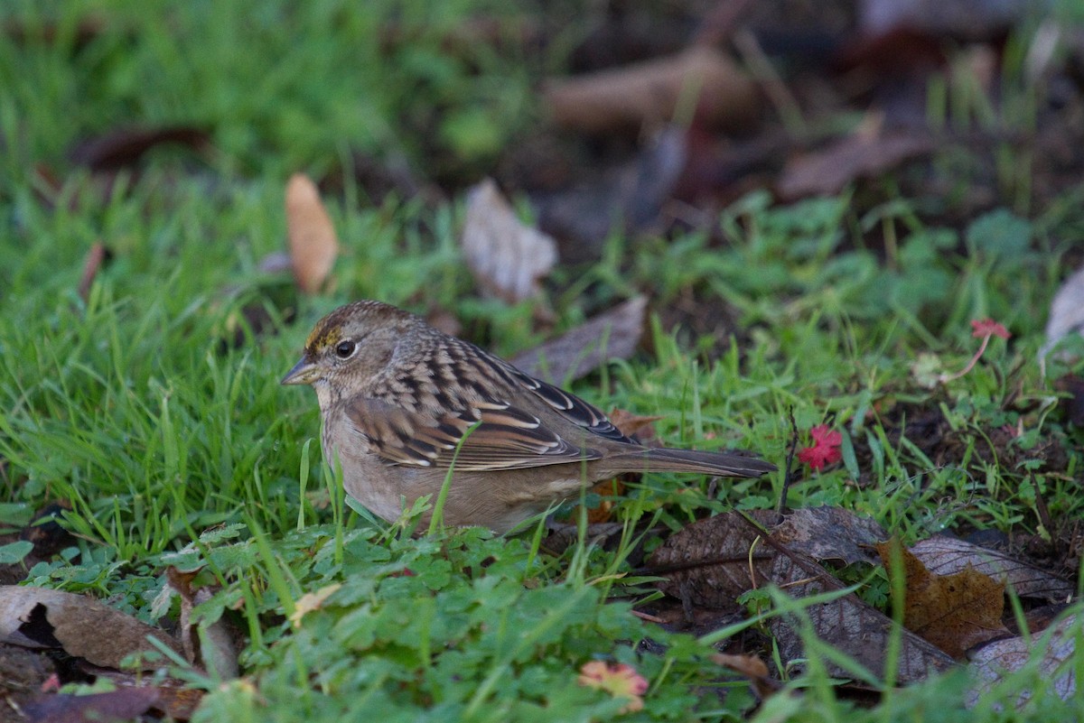 Golden-crowned Sparrow - ML195285851