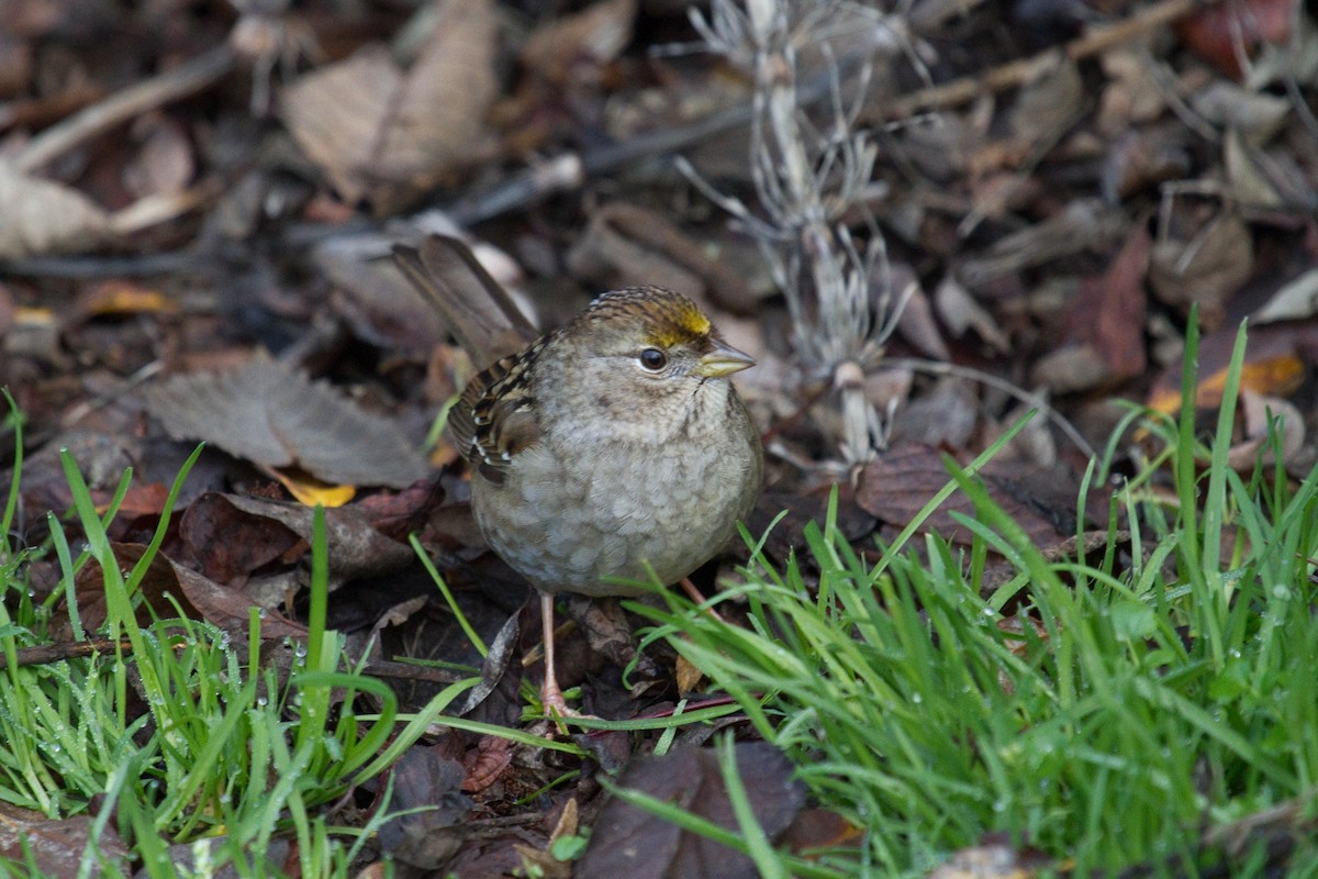 Golden-crowned Sparrow - ML195286361