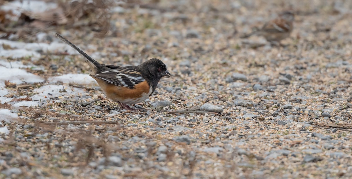 Spotted Towhee - ML195286611