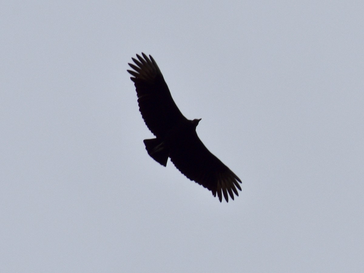 Black Vulture - ML195290361