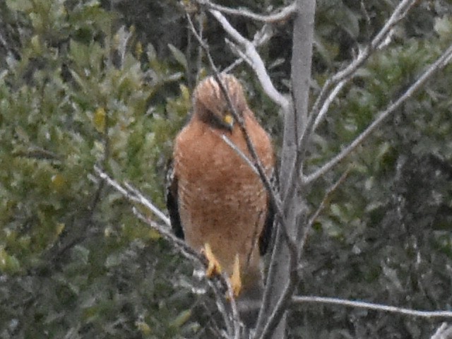Red-shouldered Hawk - T Kadela