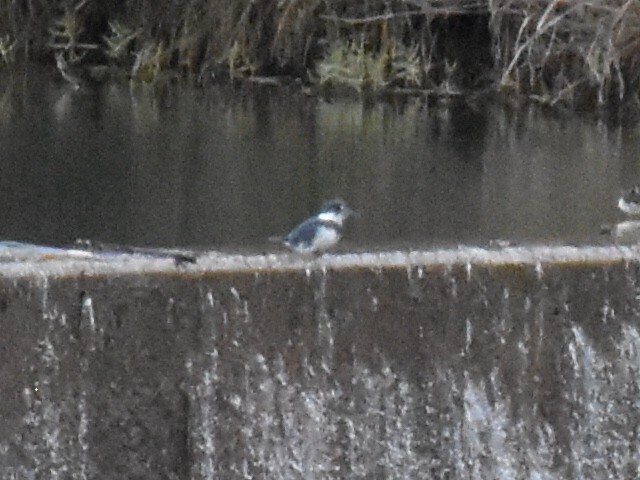 Belted Kingfisher - ML195290481