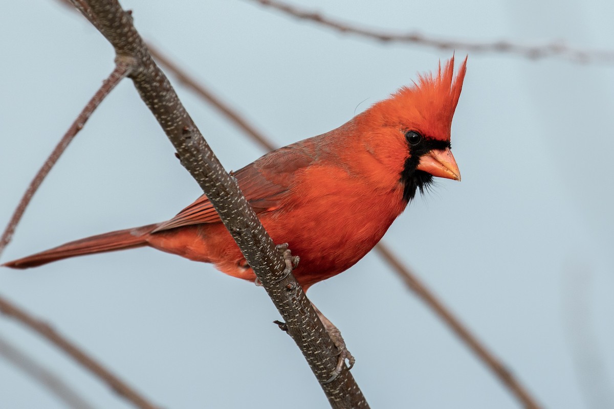 Cardinal rouge - ML195292501