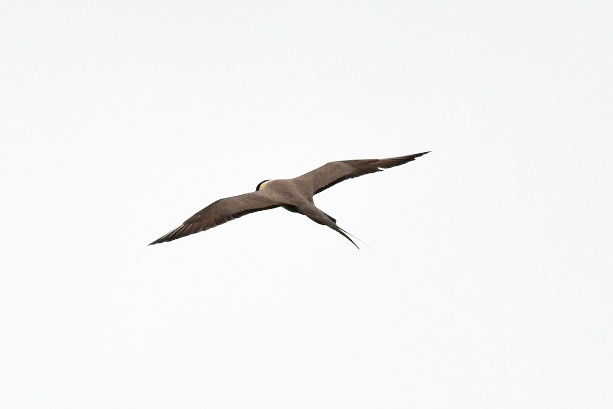 Long-tailed Jaeger - ML195296111
