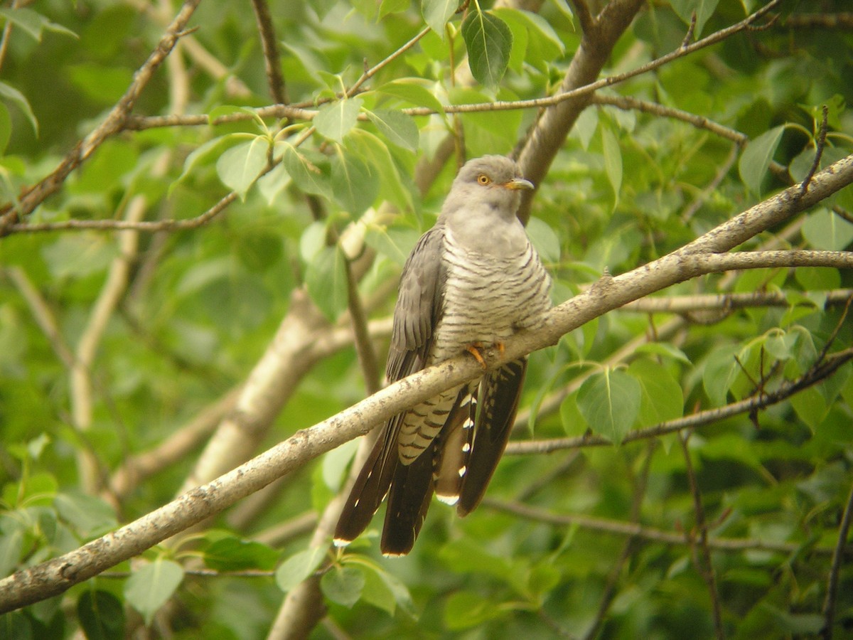 Common Cuckoo - Don Roberson