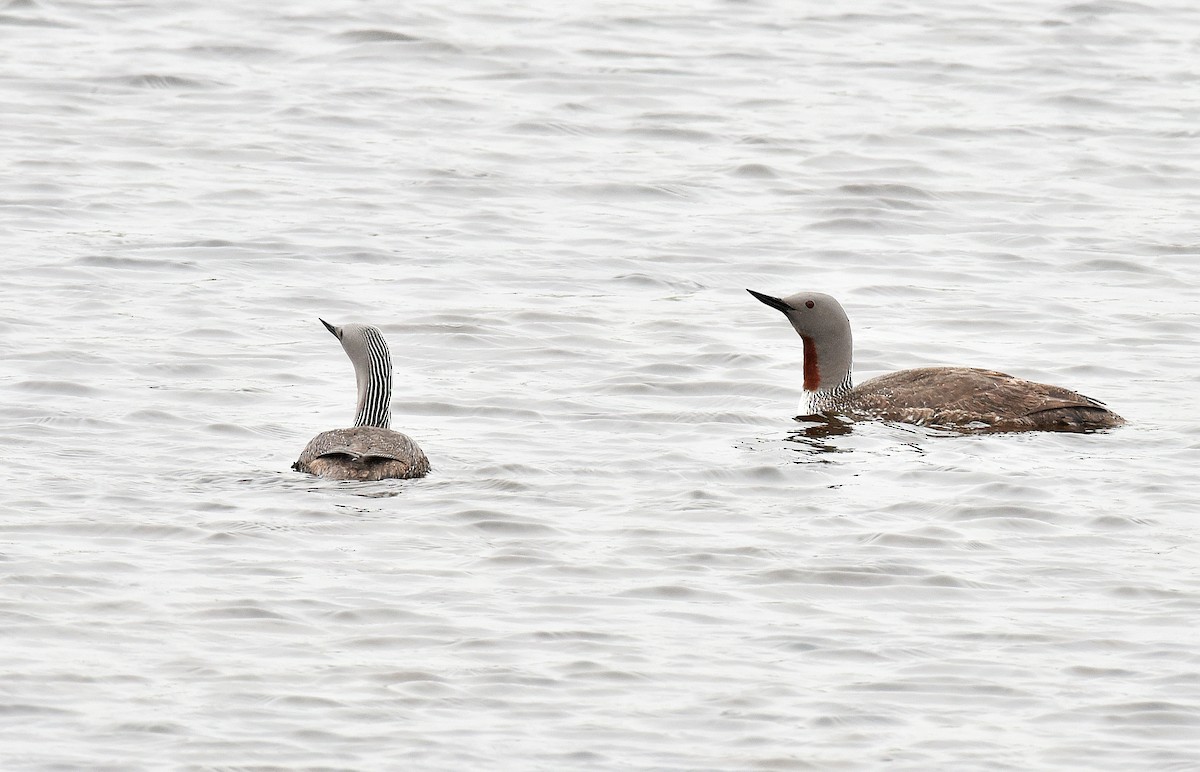 Red-throated Loon - ML195297881