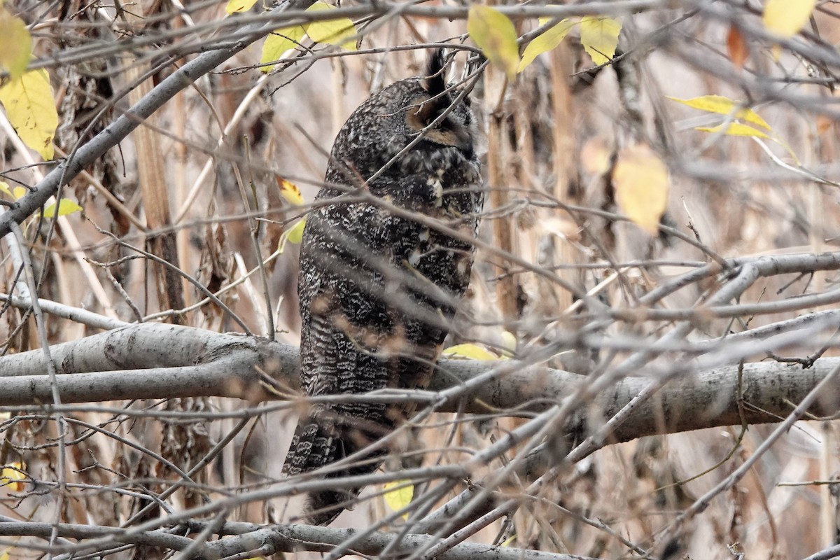 Long-eared Owl - ML195298441