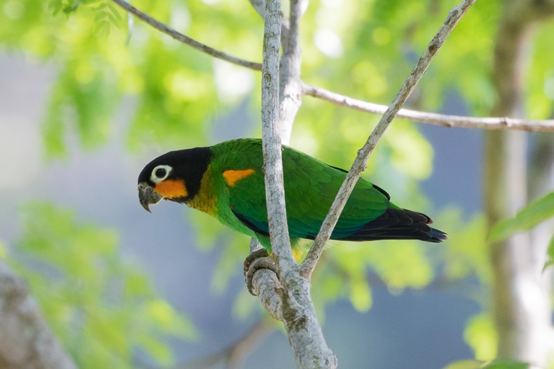Orange-cheeked Parrot - Silvia Faustino Linhares