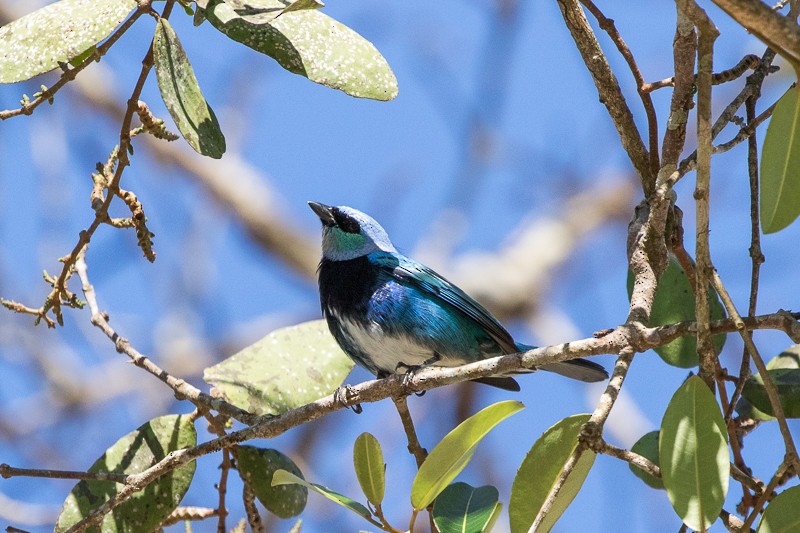Masked Tanager - ML195303951