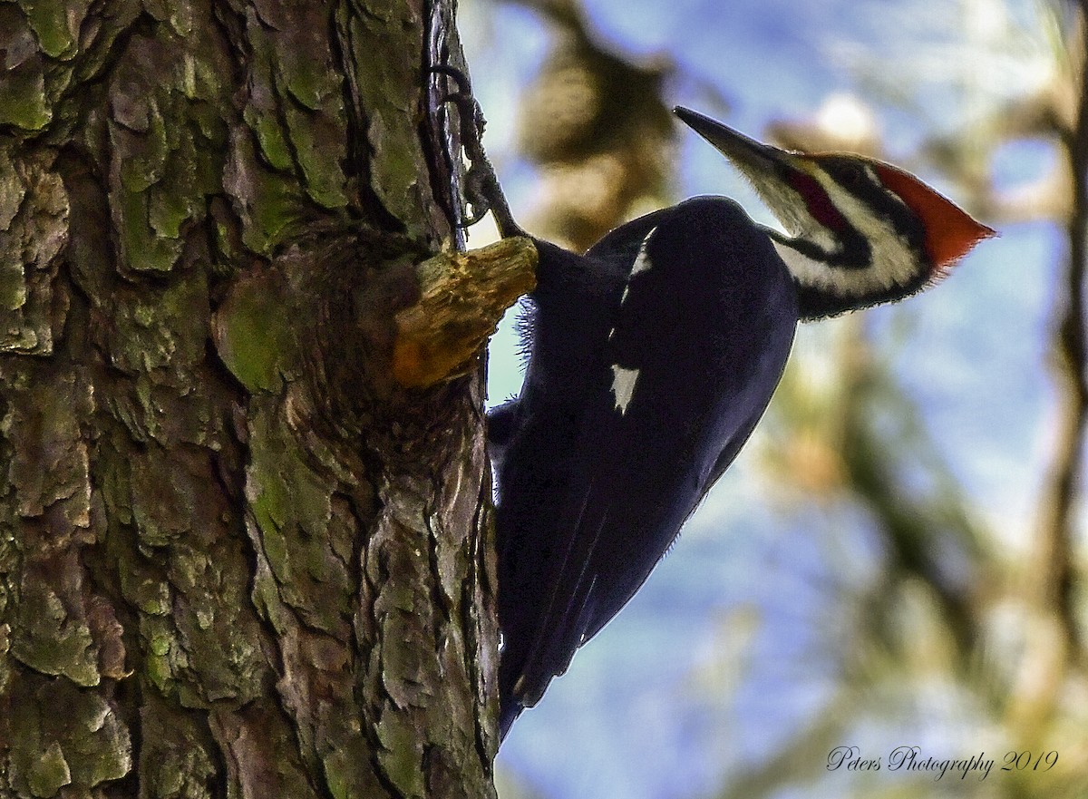 Pileated Woodpecker - ML195304071