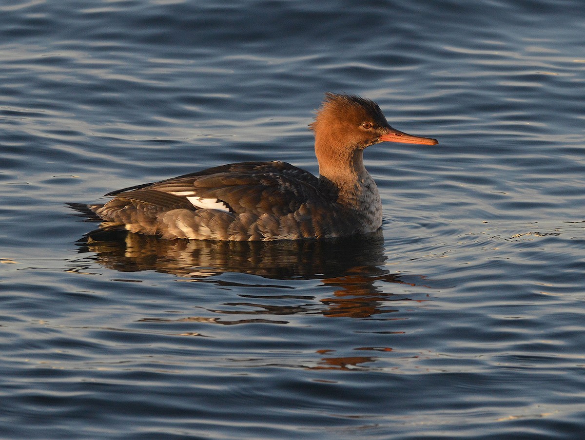 Red-breasted Merganser - Frederick Atwood
