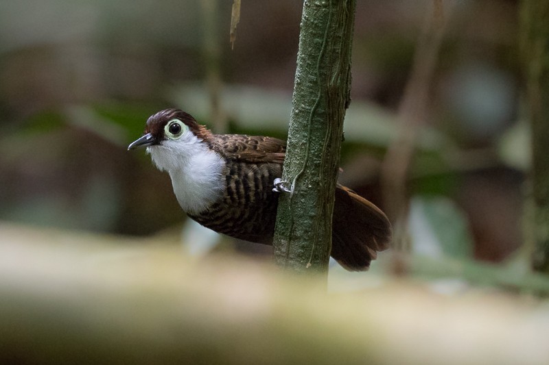 White-breasted Antbird - ML195311401