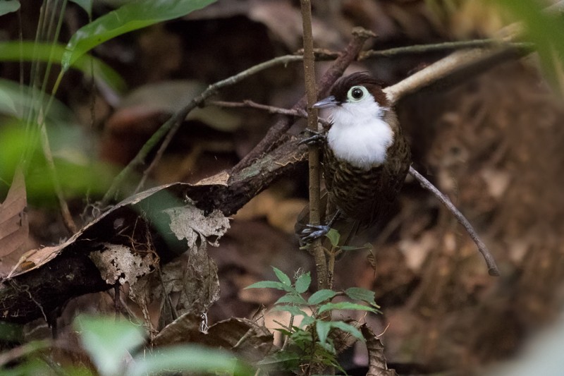 White-breasted Antbird - Silvia Faustino Linhares