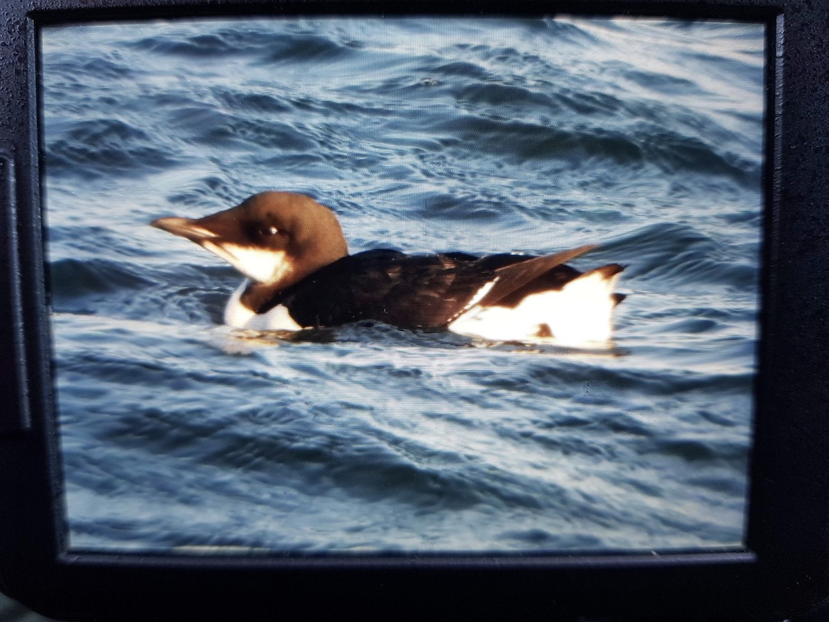 Thick-billed Murre - ML195312481