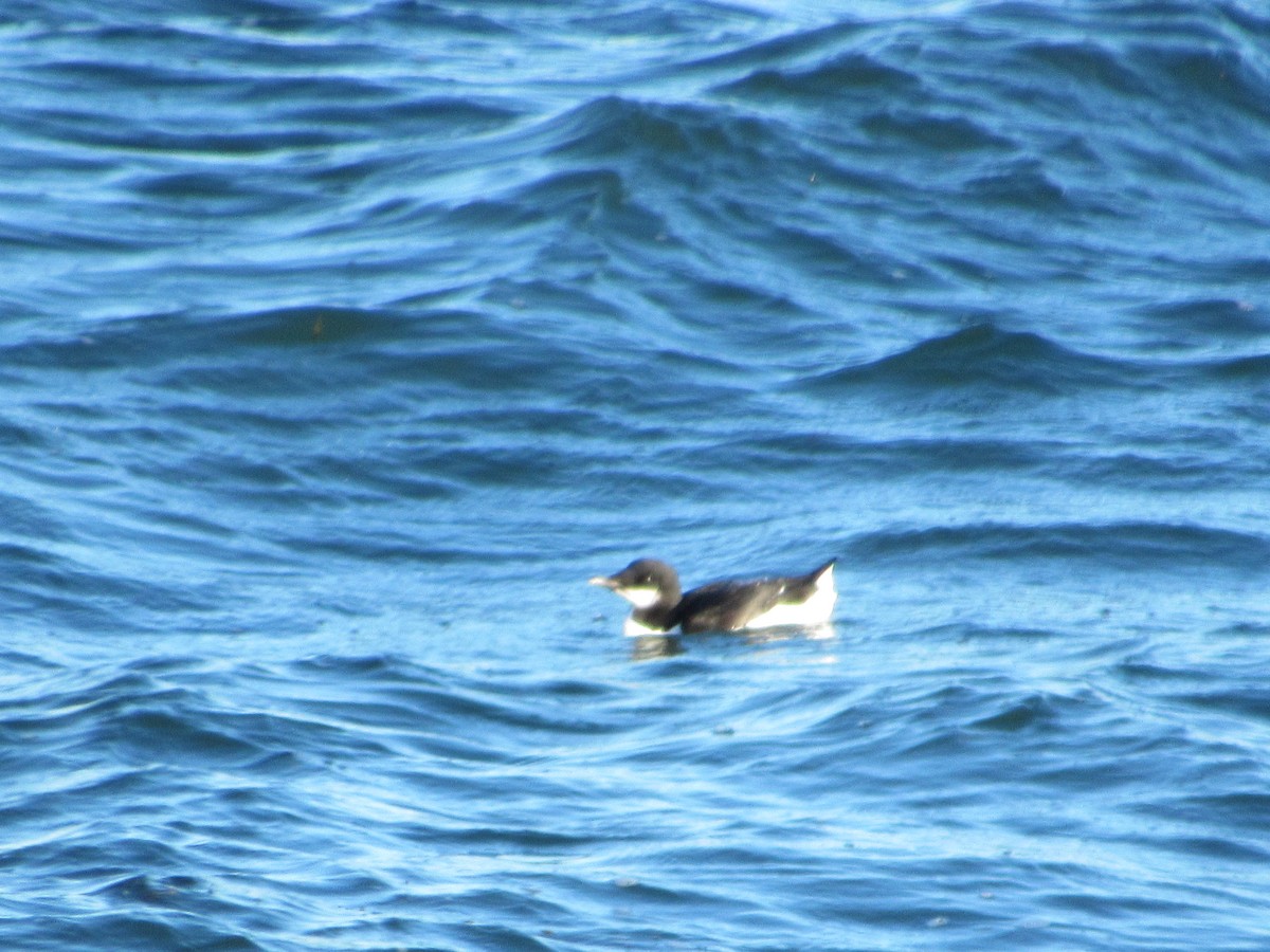 Thick-billed Murre - ML195312531