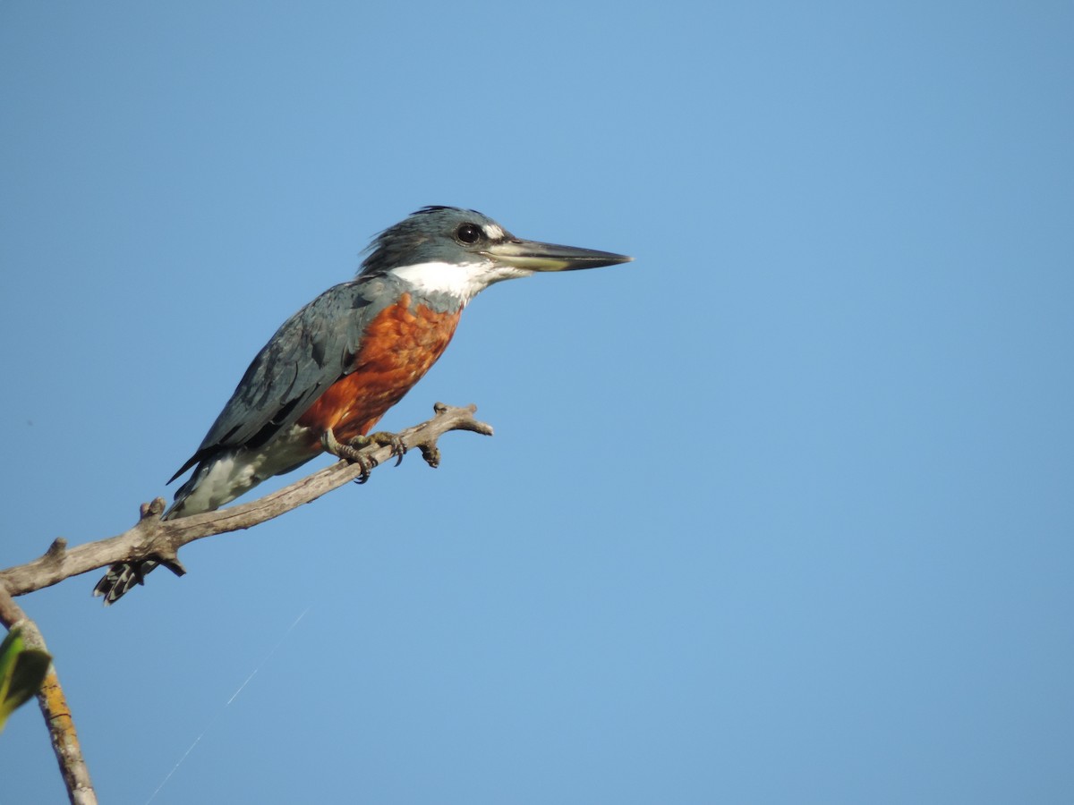 Ringed Kingfisher - Agustín Gomez Tuxtla Birding-Club