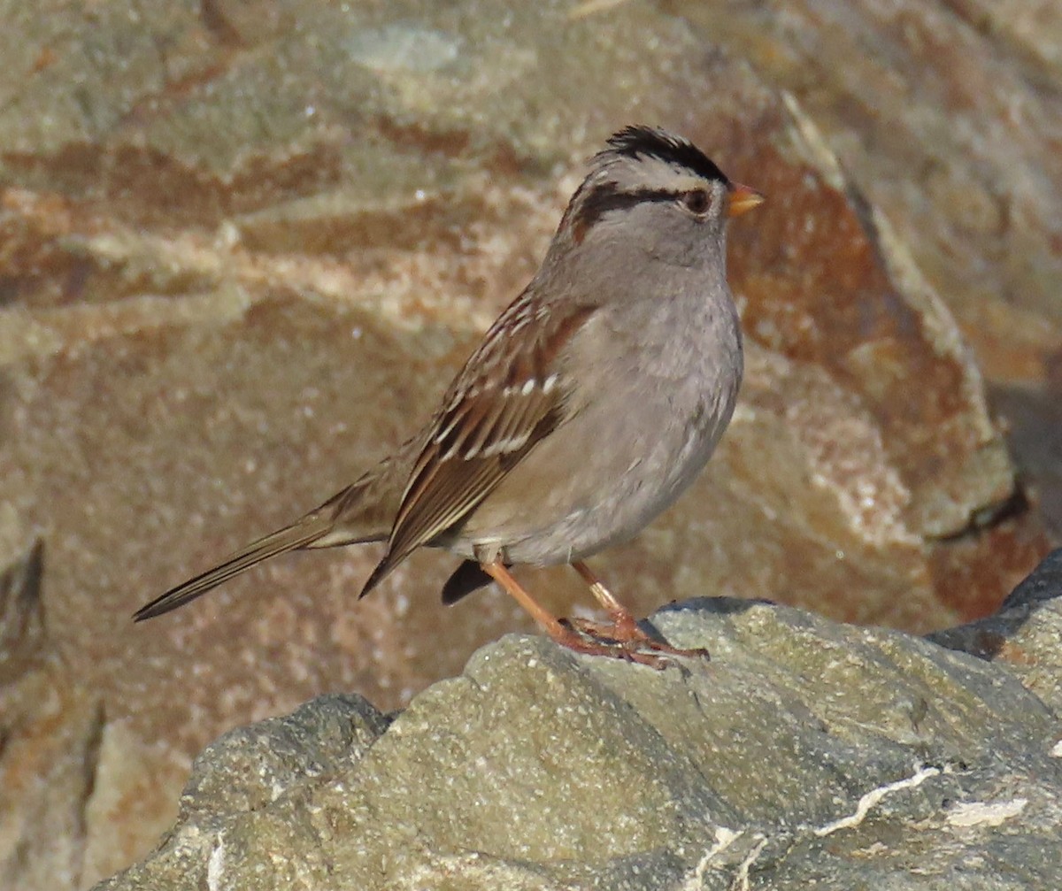 White-crowned Sparrow - ML195315871