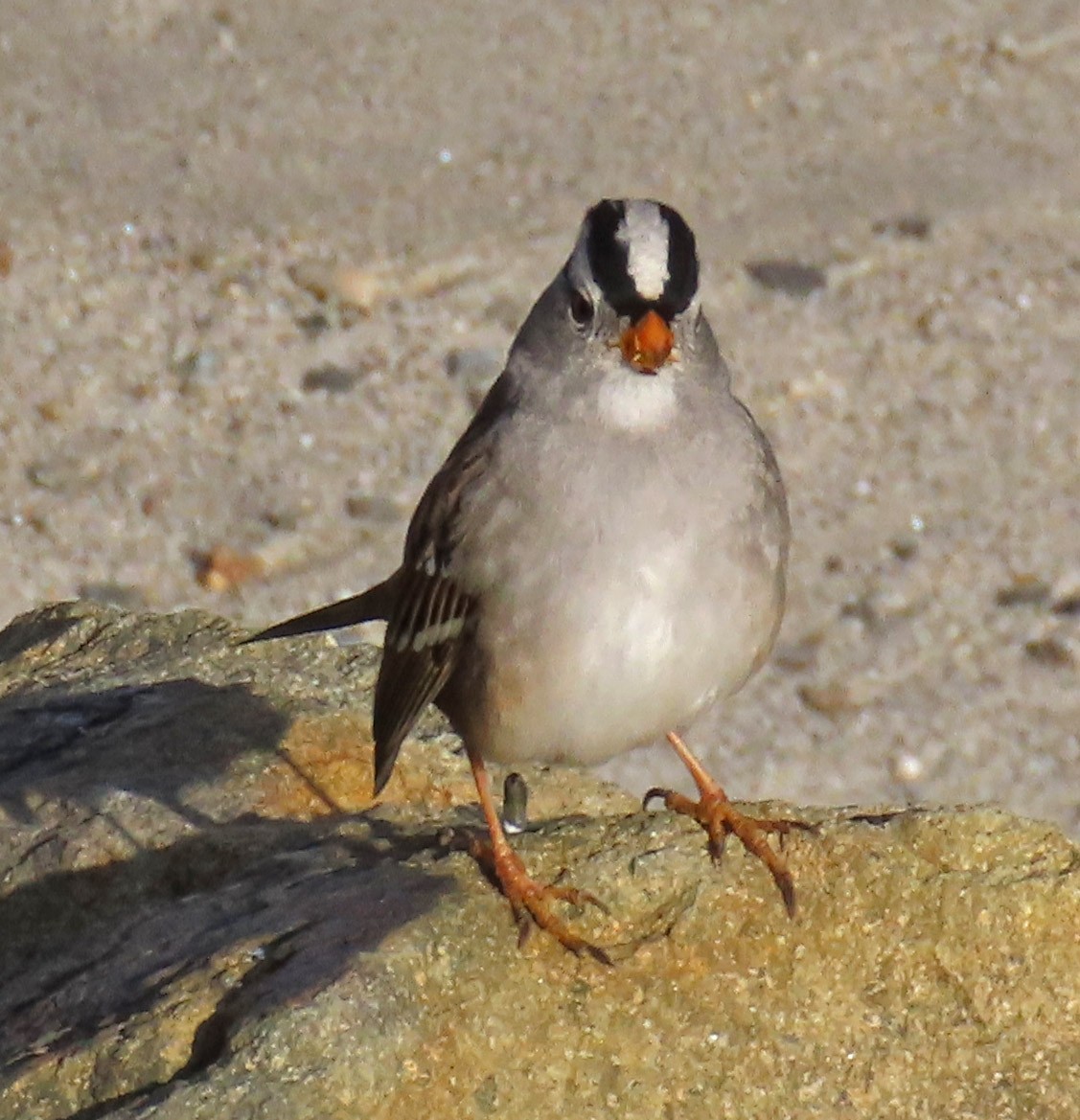 White-crowned Sparrow - ML195315921