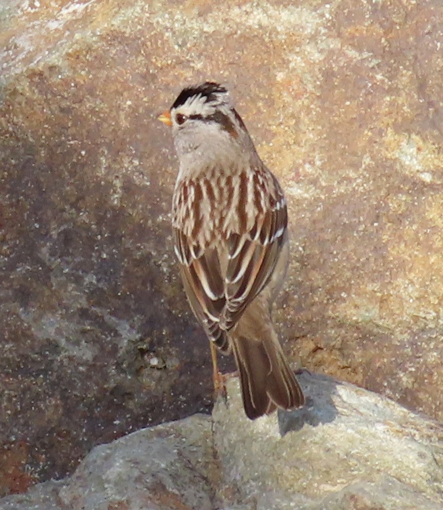 White-crowned Sparrow - ML195315971