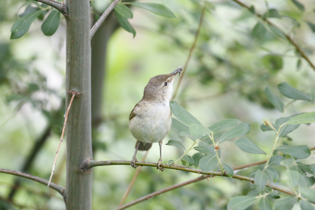 Common Reed Warbler - ML195318051