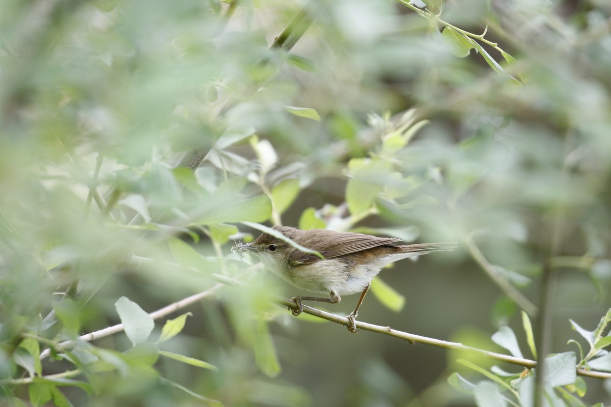 Common Reed Warbler - ML195318061