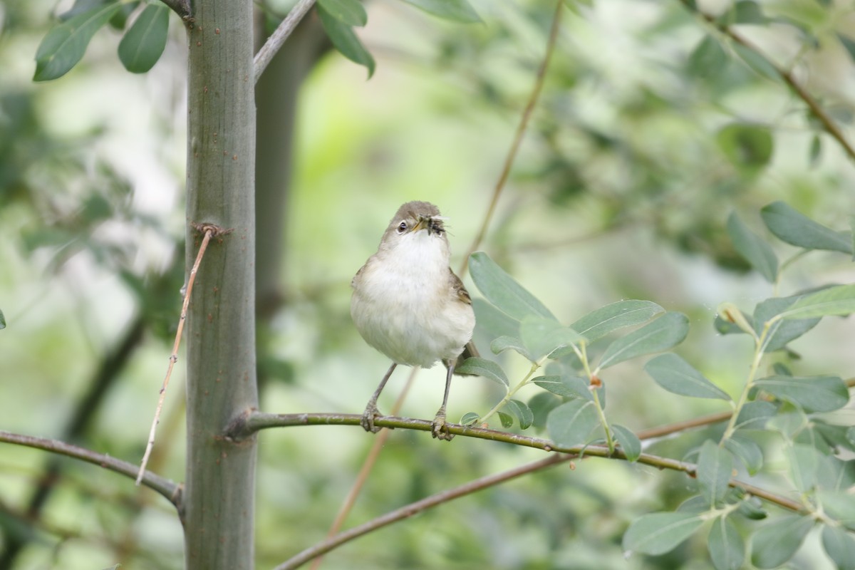 Common Reed Warbler - ML195318071