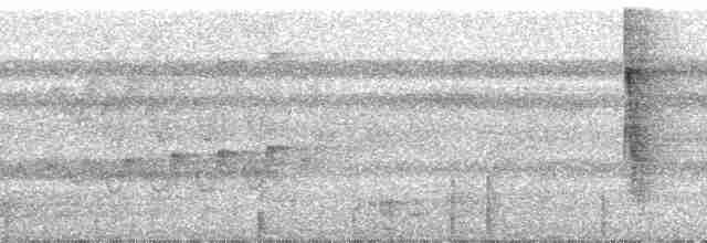 kilenebbtreløper (pectoralis gr.) - ML195320