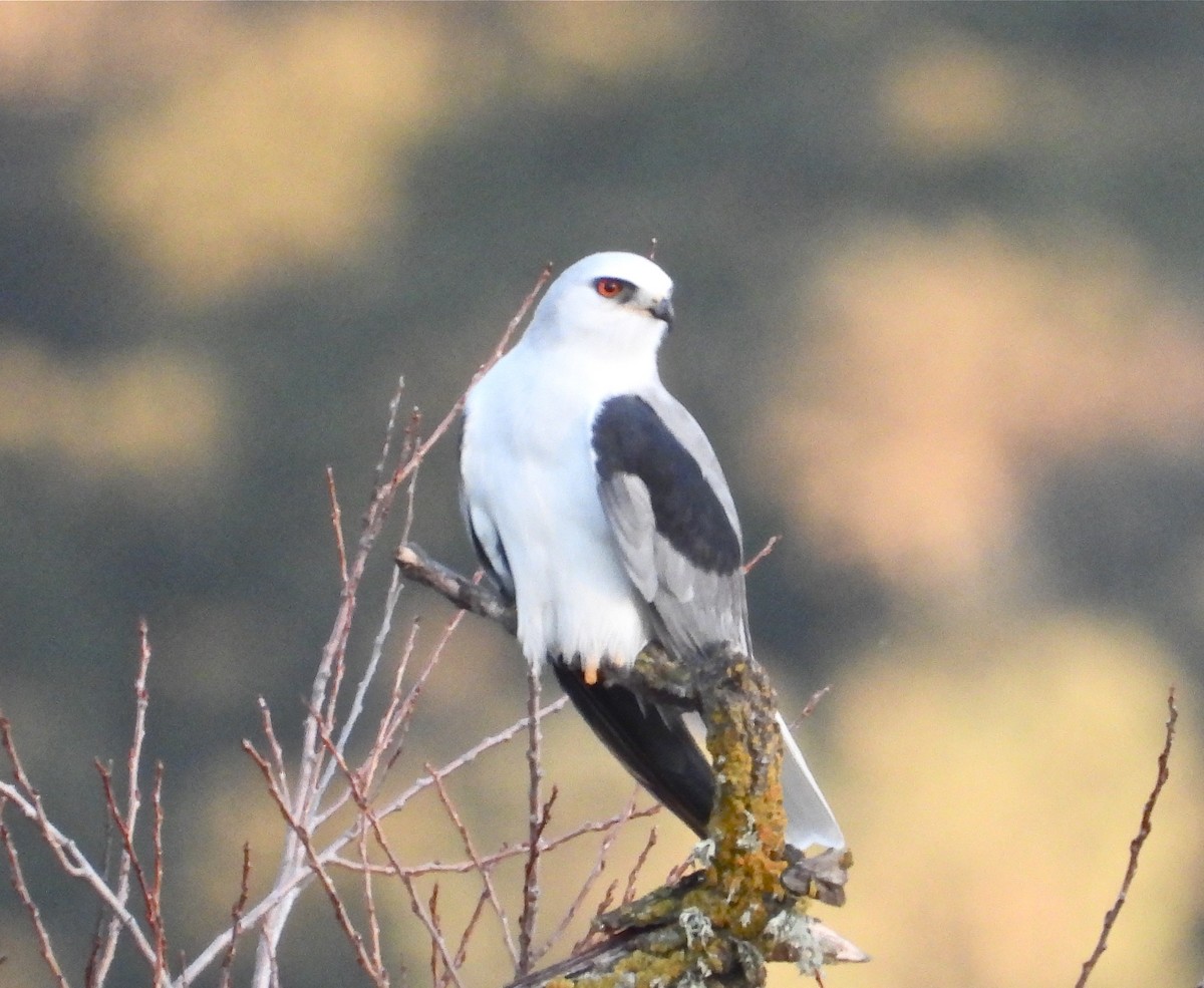 White-tailed Kite - Pair of Wing-Nuts