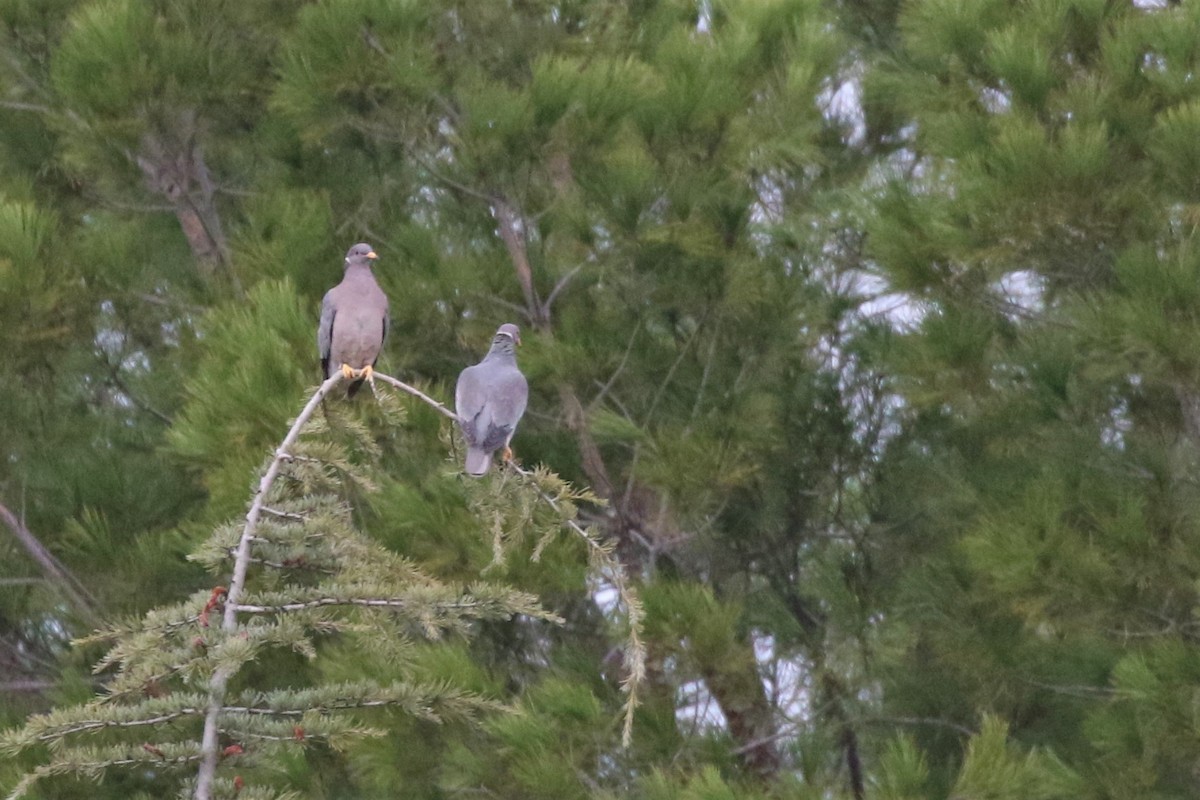Band-tailed Pigeon - ML195324841