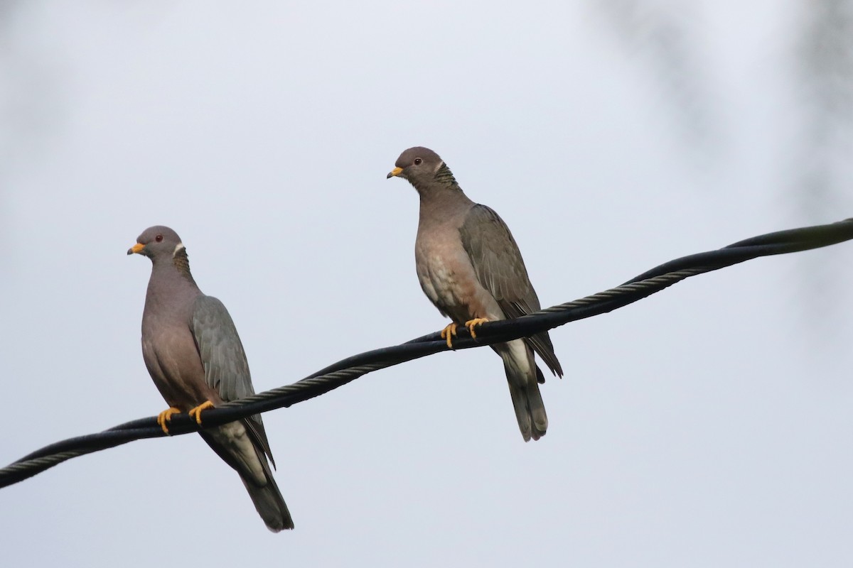 Band-tailed Pigeon - ML195324861