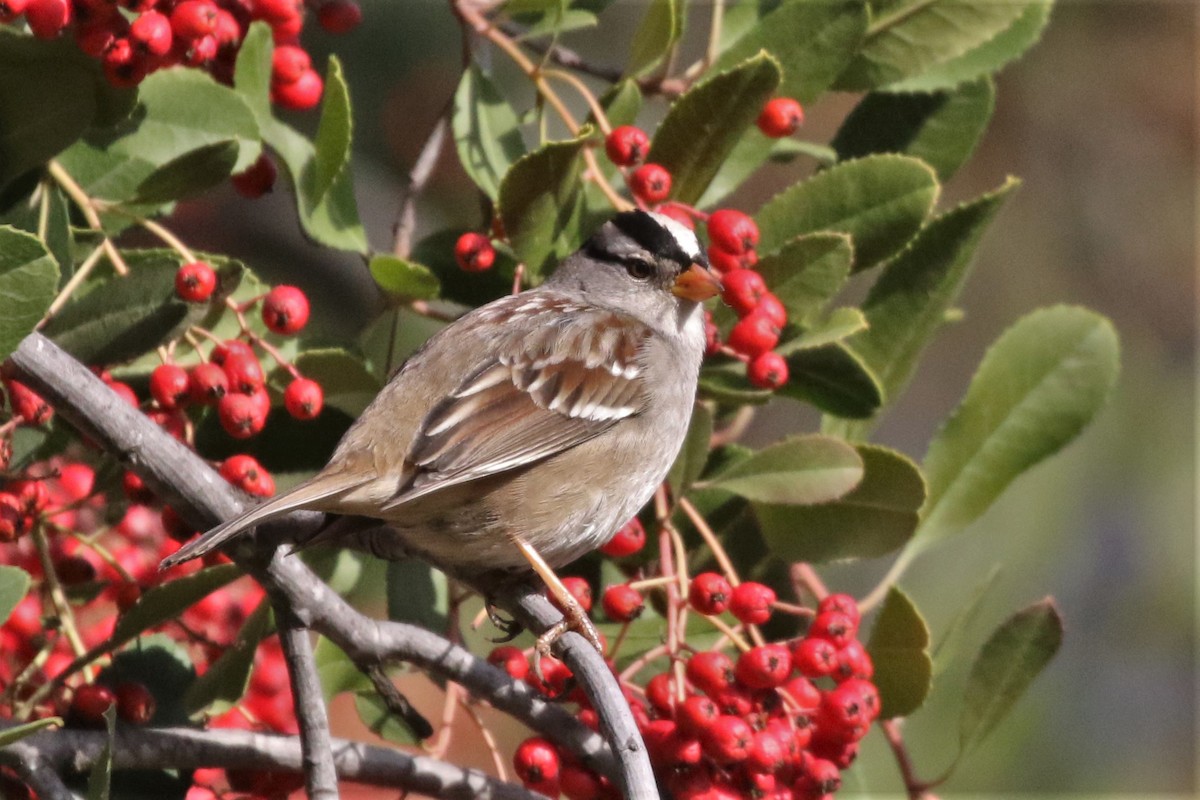 White-crowned Sparrow - ML195324991