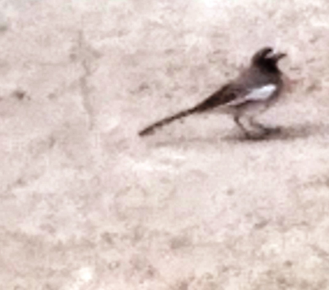 White-browed Wagtail - ML195325001