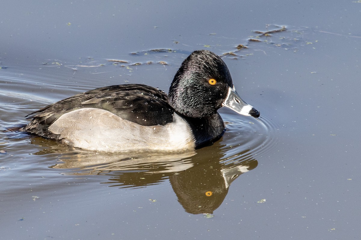 Ring-necked Duck - ML195325941