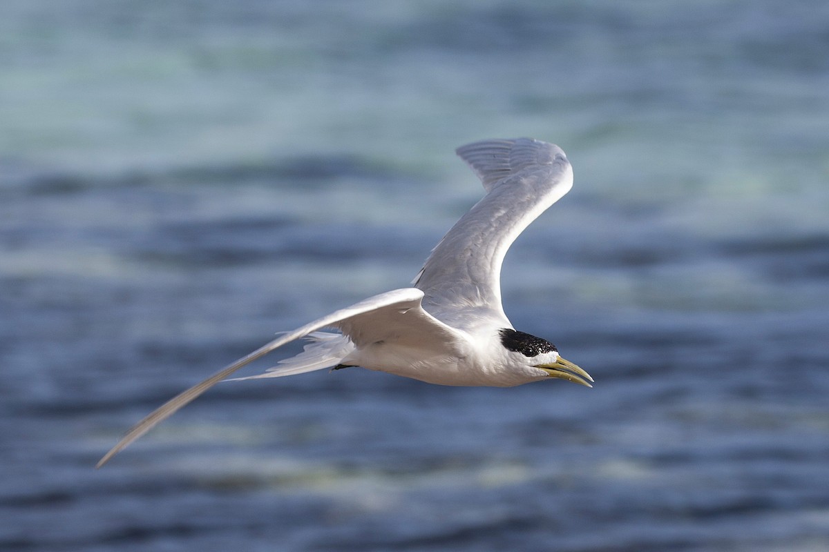 Great Crested Tern - ML195327241