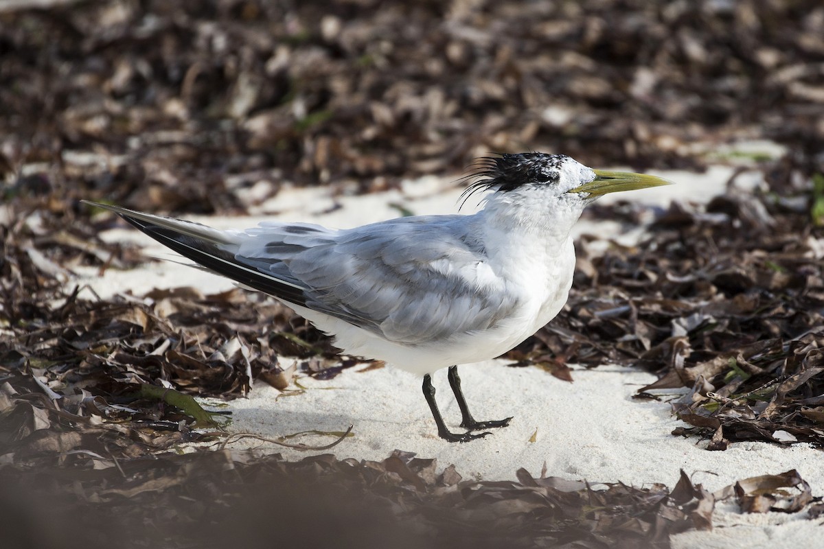 Great Crested Tern - ML195327311