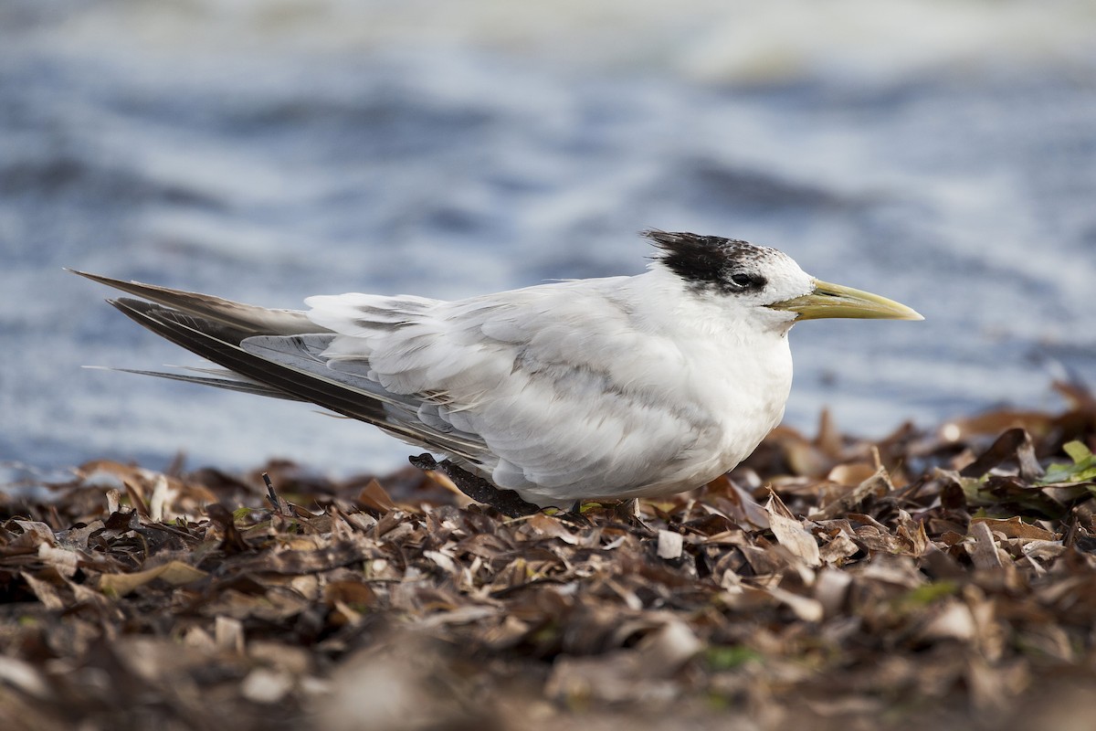 Great Crested Tern - ML195327341