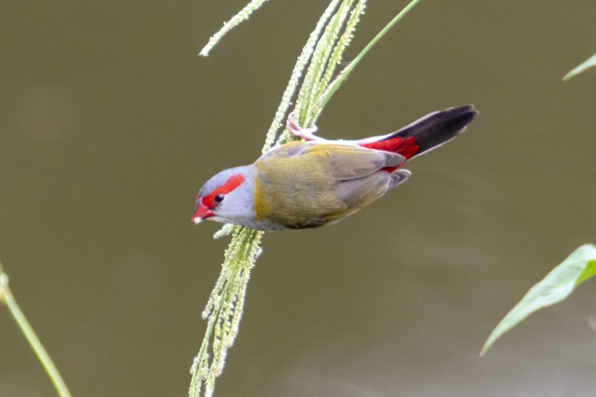 Red-browed Firetail - Andreas Heikaus