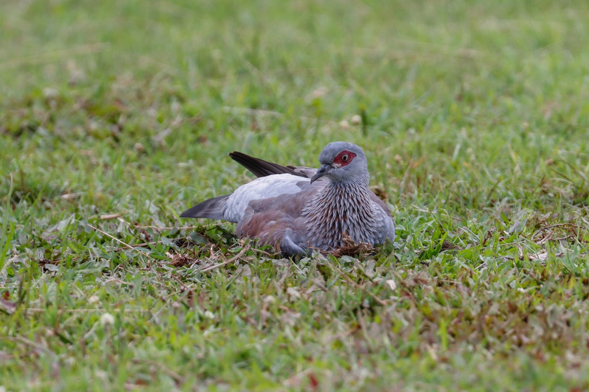 Speckled Pigeon - ML195344021