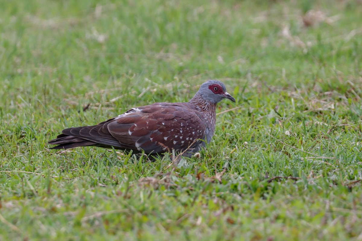 Speckled Pigeon - ML195344031