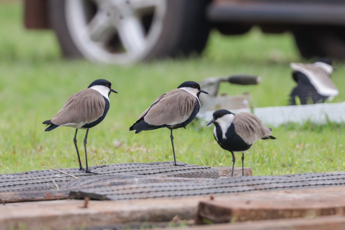 Spur-winged Lapwing - Tommy Pedersen