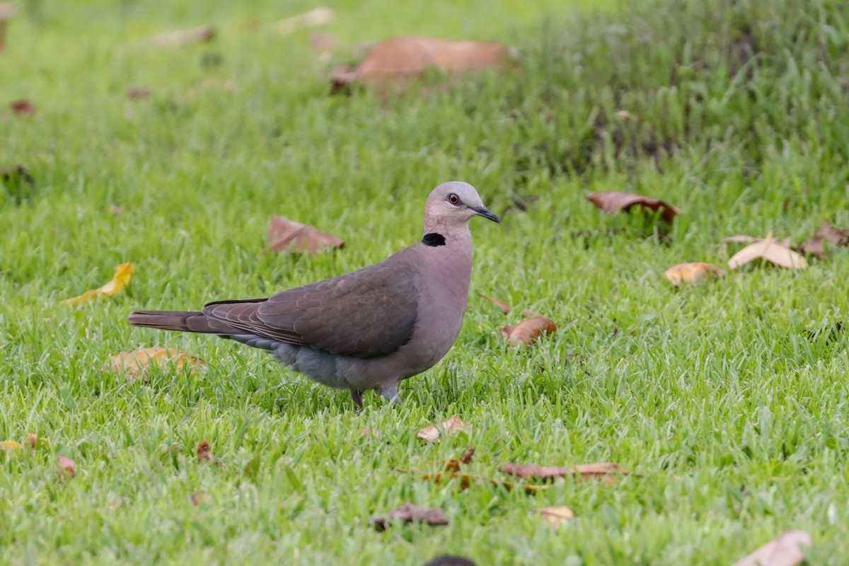 Red-eyed Dove - ML195344251