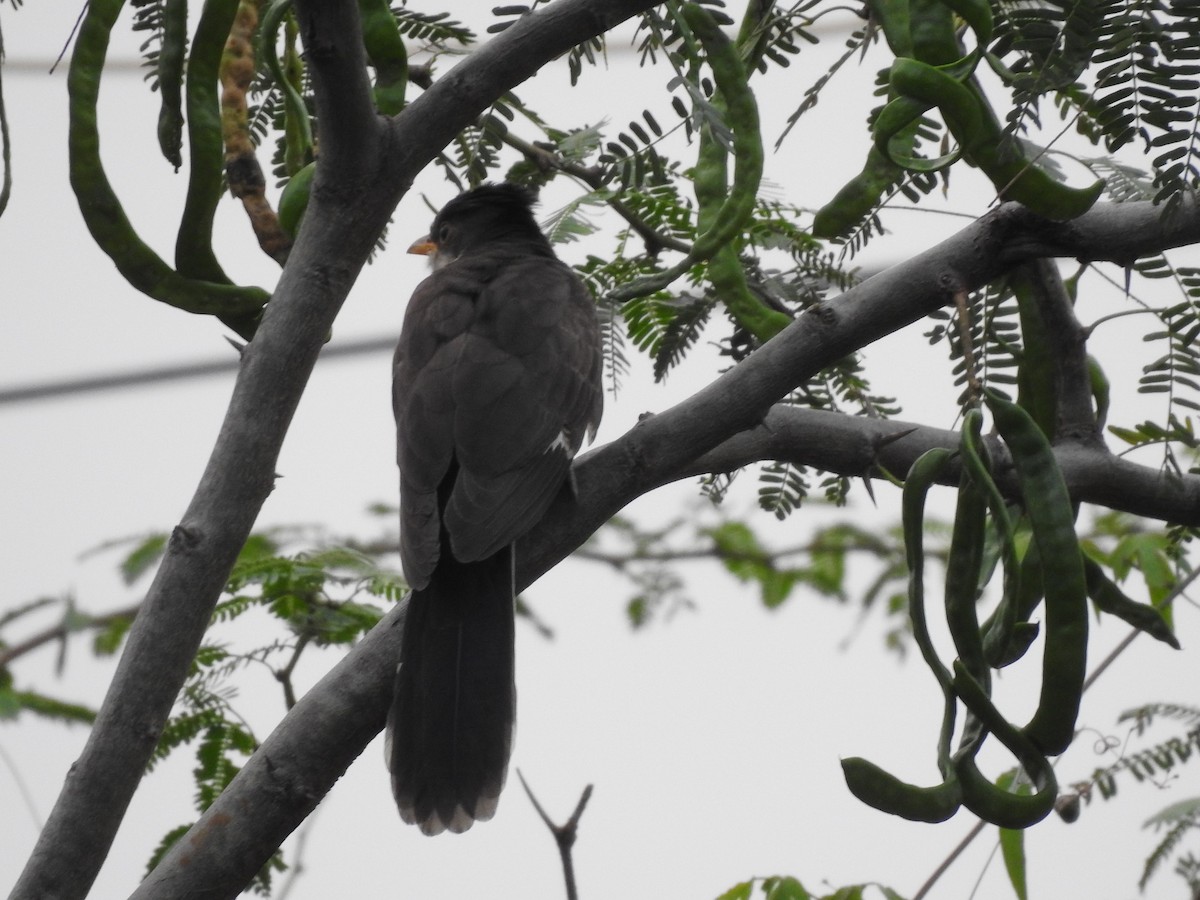 Pied Cuckoo - Arulvelan Thillainayagam