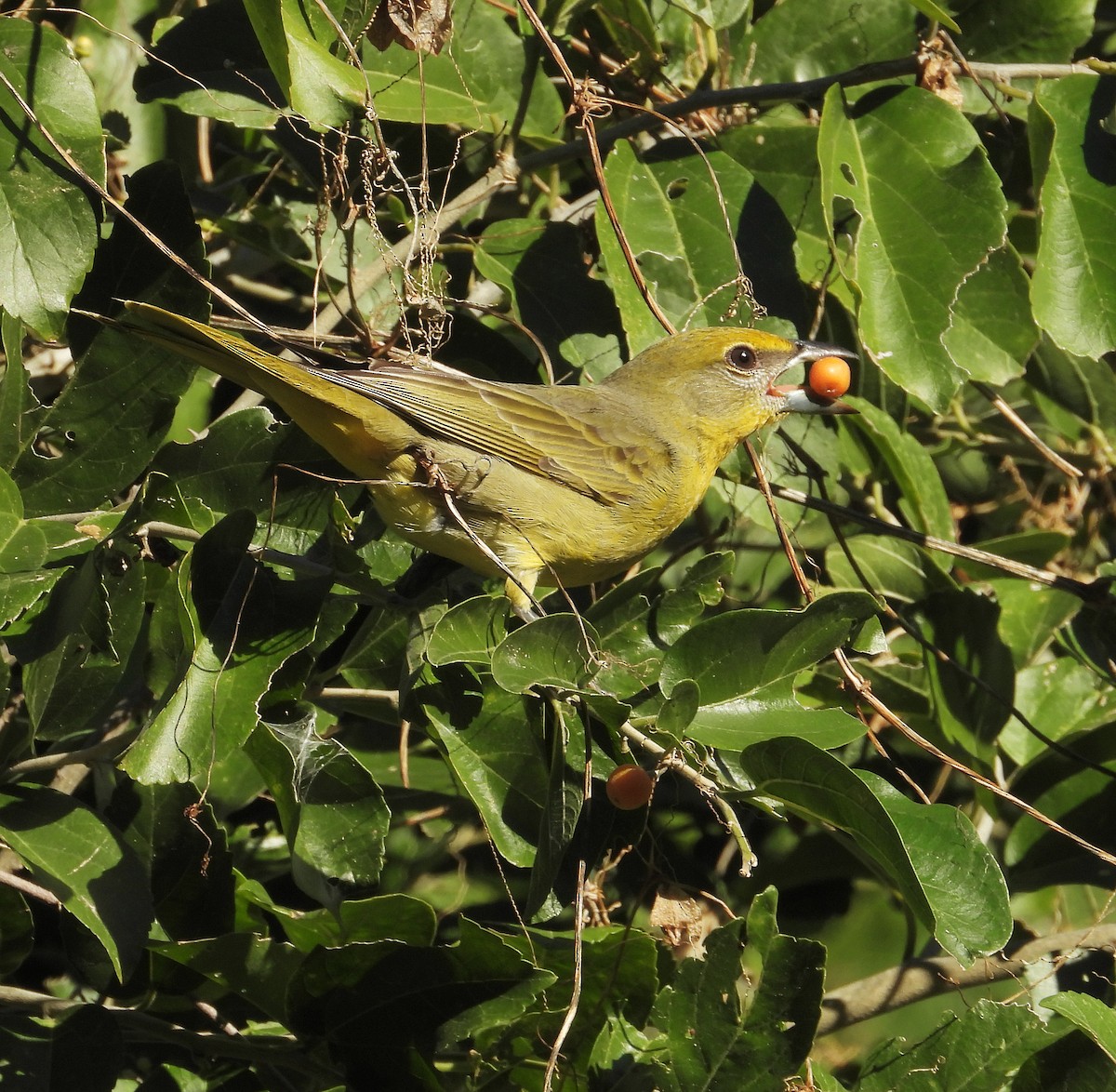Hepatic Tanager - ML195346361