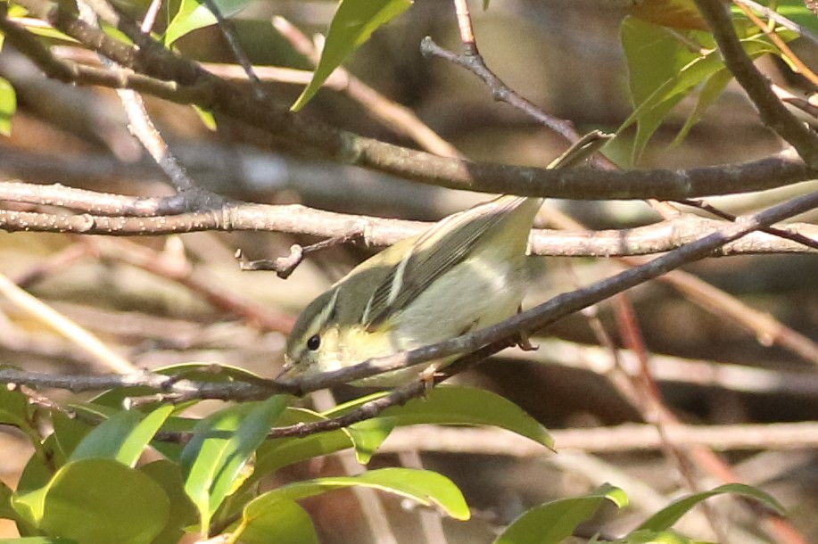 Yellow-browed Warbler - Richard Fuller