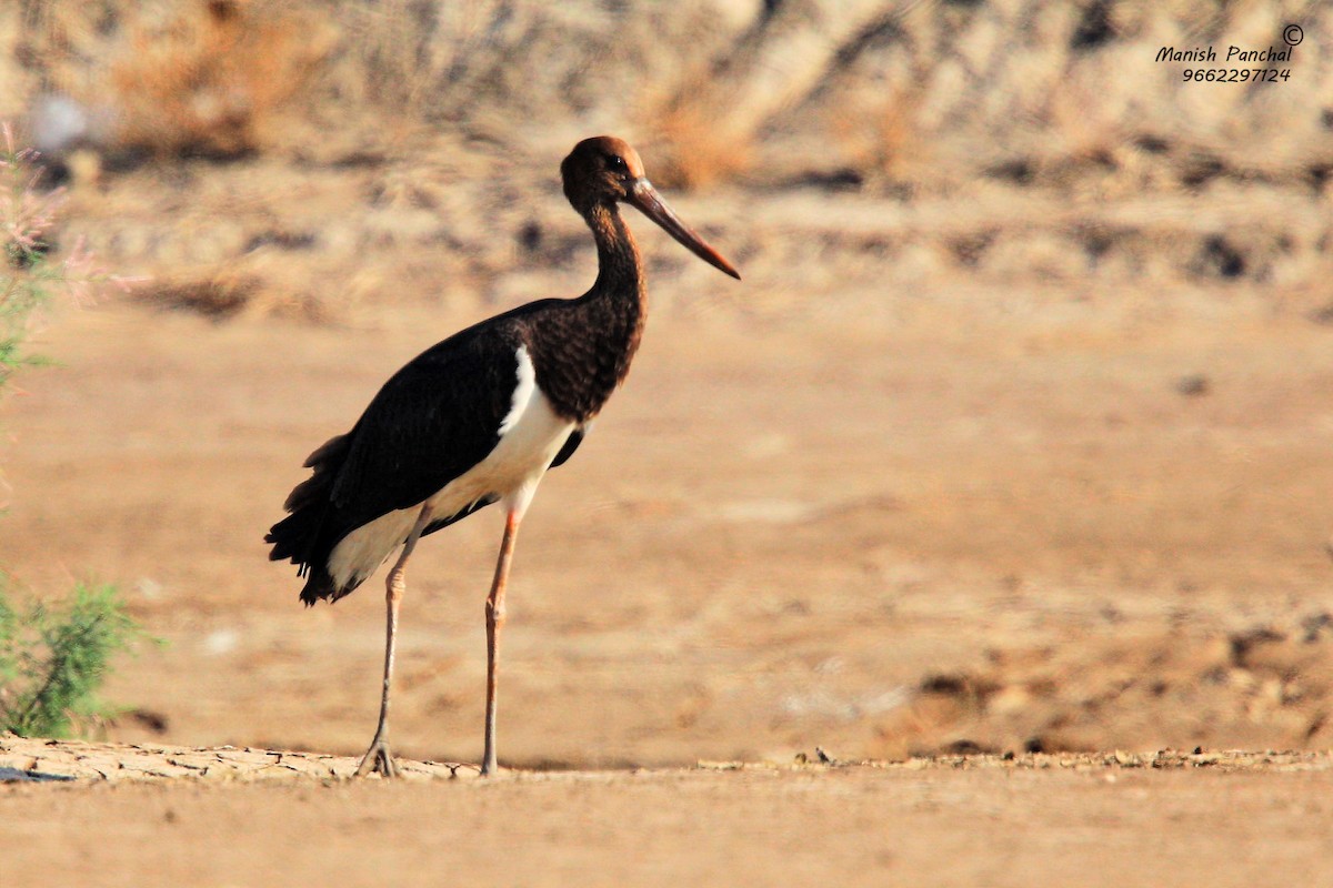 Black Stork - Manish Panchal