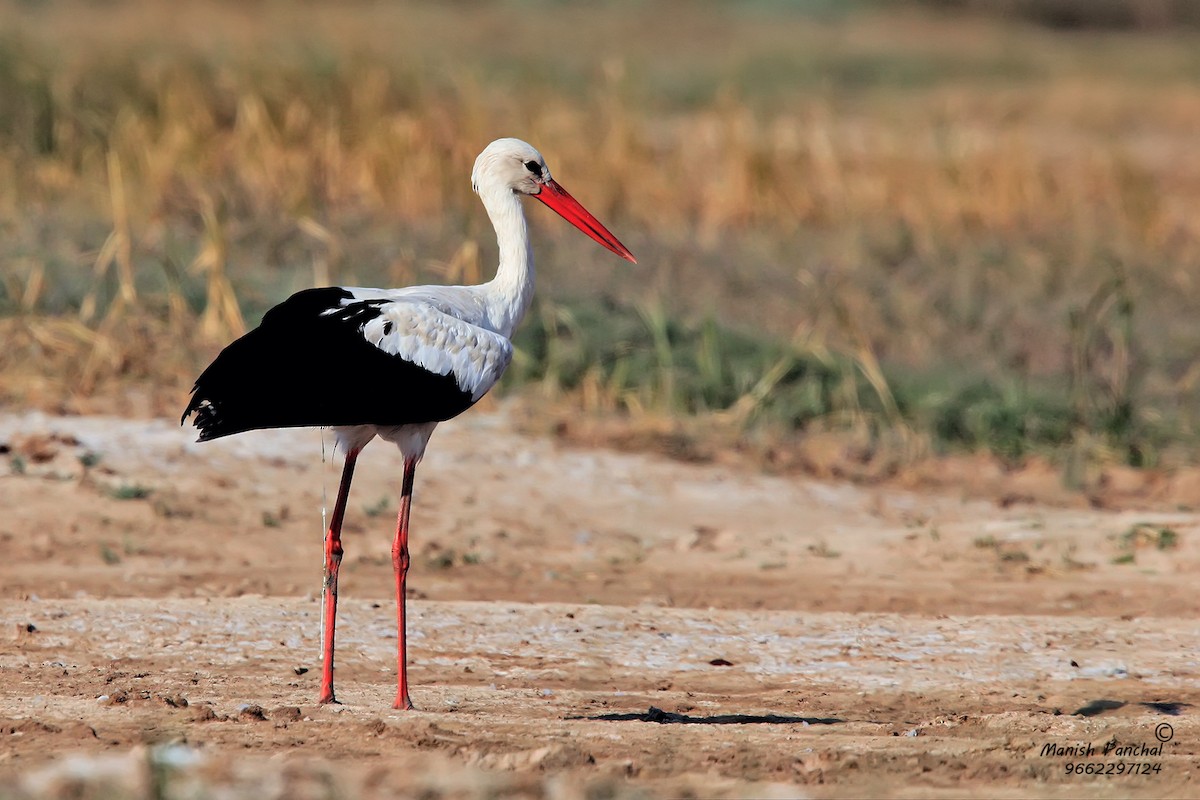 White Stork - Manish Panchal