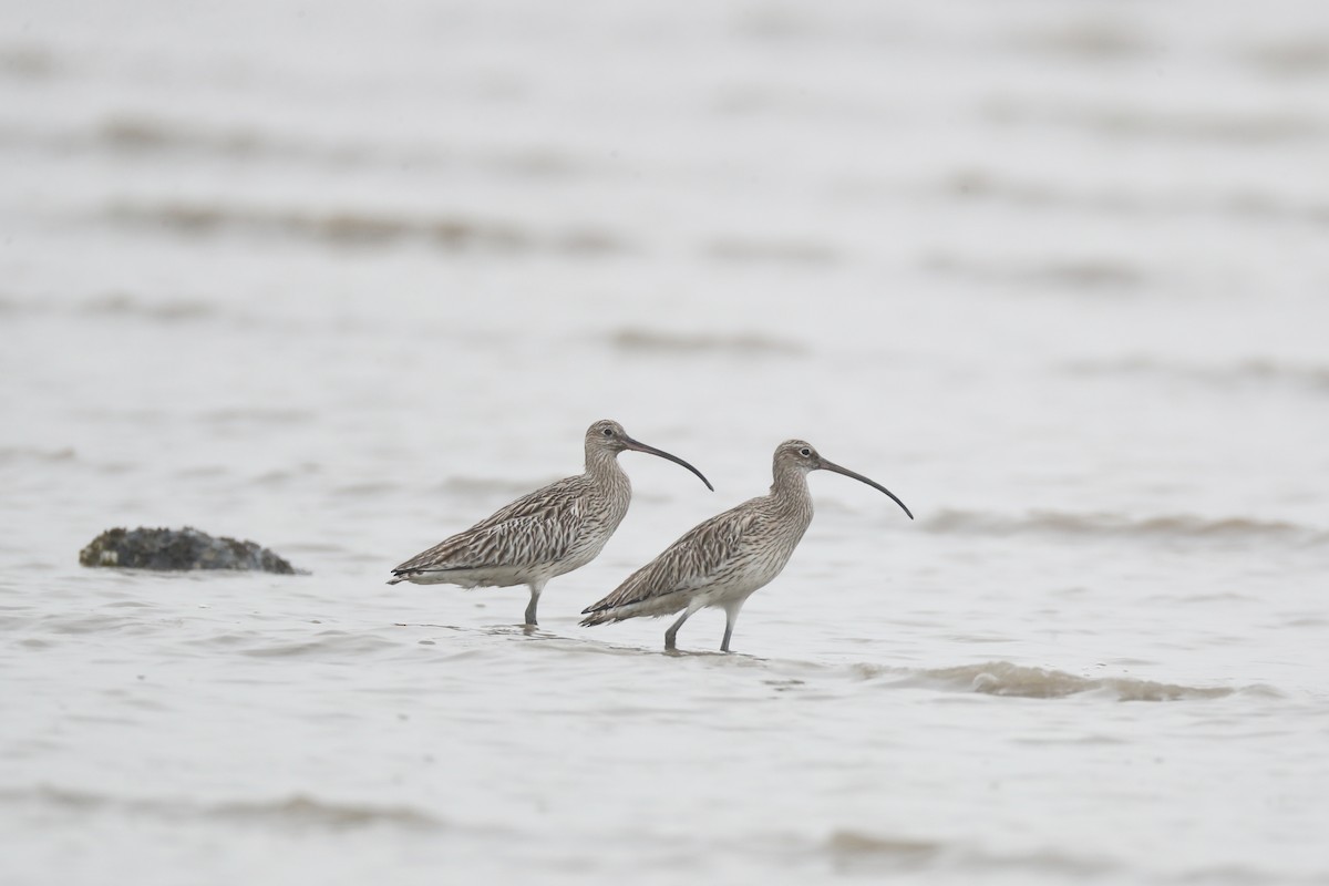 Eurasian Curlew - Ting-Wei (廷維) HUNG (洪)